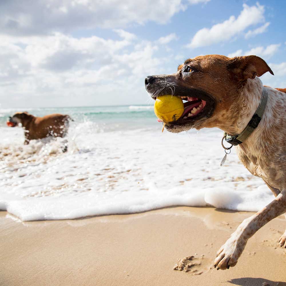waboba dog ball