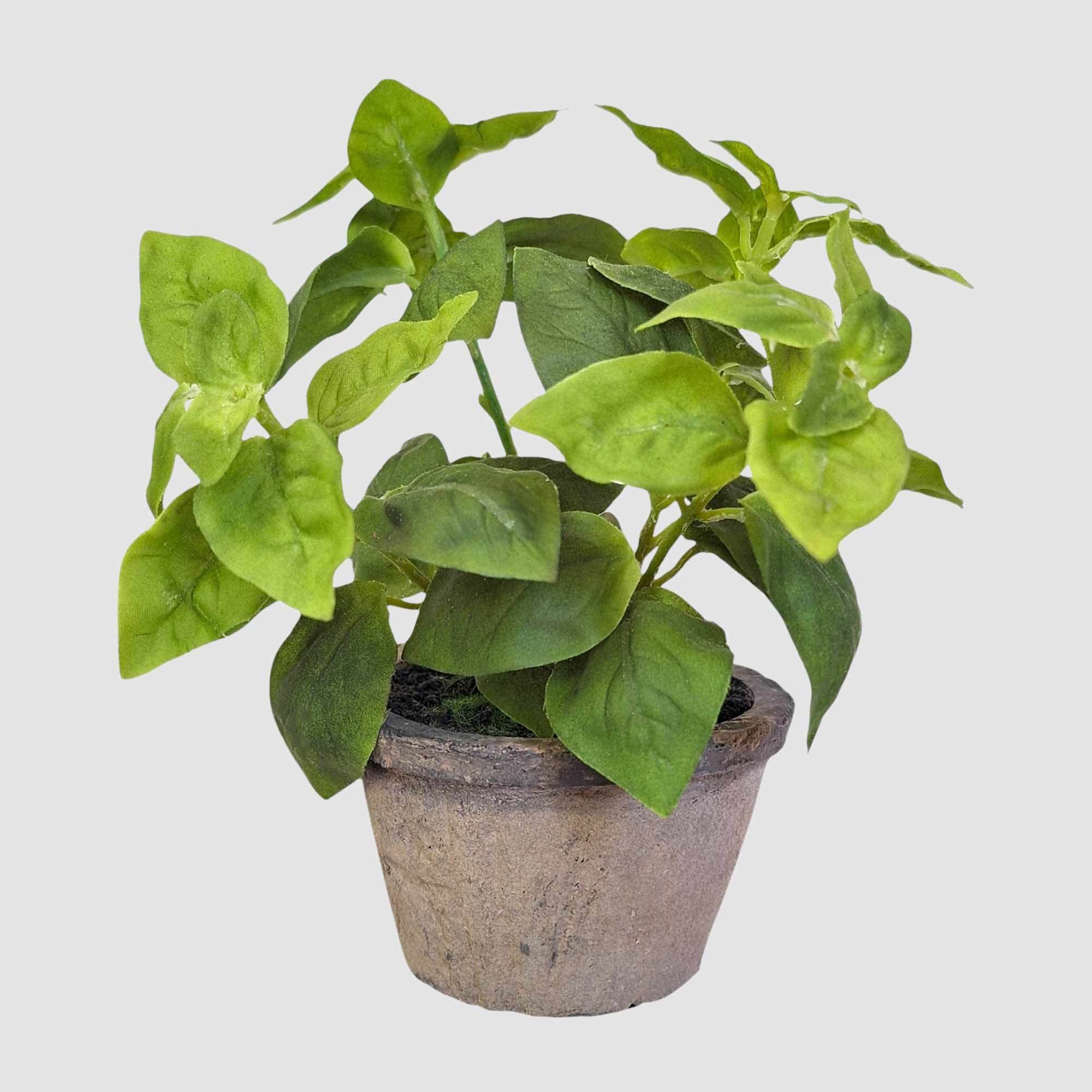 Potted Spring Magnolia | Briscoes